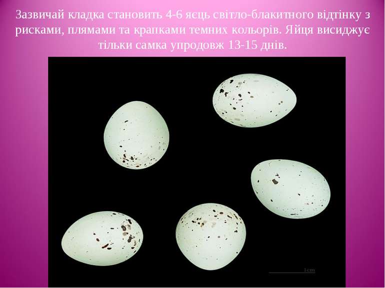 Зазвичай кладка становить 4-6 яєць світло-блакитного відтінку з рисками, плям...