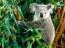 фото коали