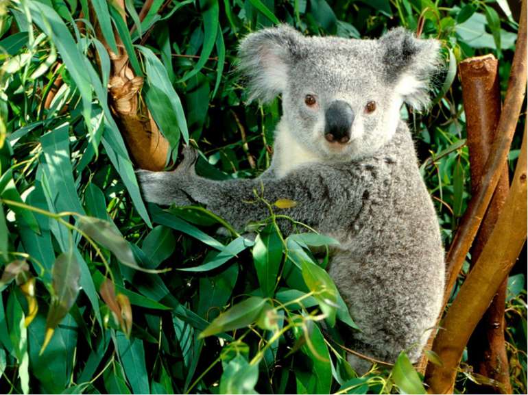 фото коали