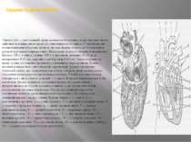 Серцево-судинна система  Серце (cor) — центральний орган кровоносної системи,...