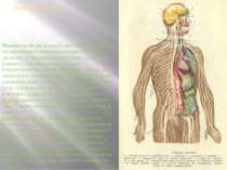 Нервова система Нервова система комплекс анатомічних структур, які забезпечую...