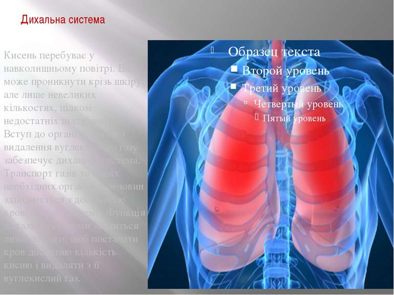Дихальна система Кисень перебуває у навколишньому повітрі. Він може проникнут...