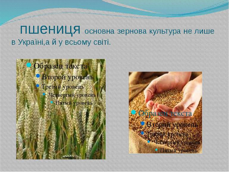 пшениця основна зернова культура не лише в Україні,а й у всьому світі.