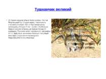 Тушканчик великий  В Україні мешкає кілька тисяч особин. На п-ві Ягорлицький ...