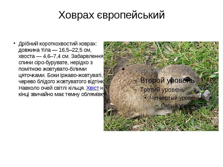 Ховрах європейський Дрібний короткохвостий ховрах: довжина тіла — 16,5–22,5 с...
