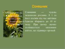 Соняшник Соняшник — чудова медоносна рослина. З 1 га його посівів під час цві...