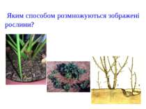 Яким способом розмножуються зображені рослини?