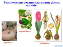 Розмноження рослин частинами різних органів бульбами кореневищем цибулиною 14