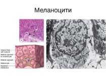Меланоцити