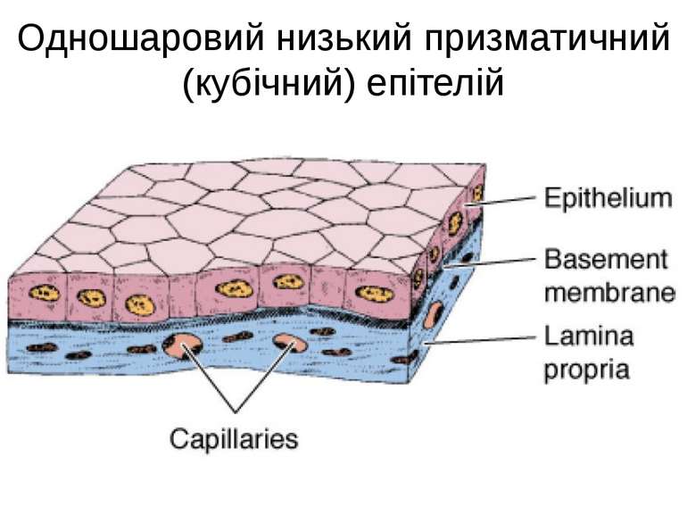 Одношаровий низький призматичний (кубічний) епітелій