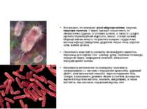 Причини пієлонефриту Викликають пієлонефрит різні мікроорганізми, зокрема киш...