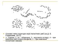 Основні типи структури зграї пелагічних риб (за Д. В. Радаковим, 1972): 1– хо...