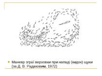 Маневр зграї верховки при нападі (кидок) щуки (за Д. В. Радаковим, 1972)