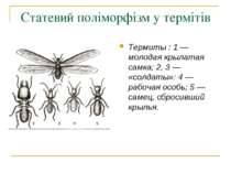 Статевий поліморфізм у термітів Термиты : 1 — молодая крылатая самка; 2, 3 — ...