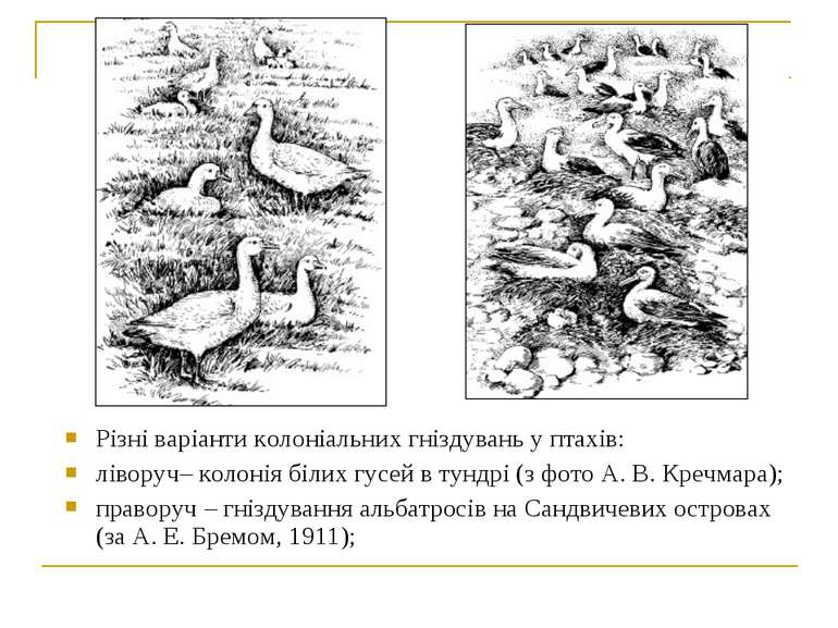 Різні варіанти колоніальних гніздувань у птахів: ліворуч– колонія білих гусей...