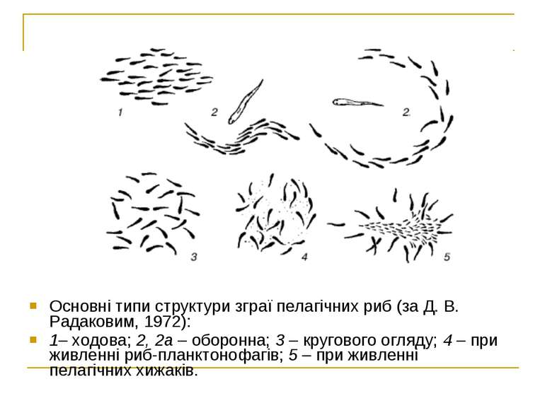 Основні типи структури зграї пелагічних риб (за Д. В. Радаковим, 1972): 1– хо...