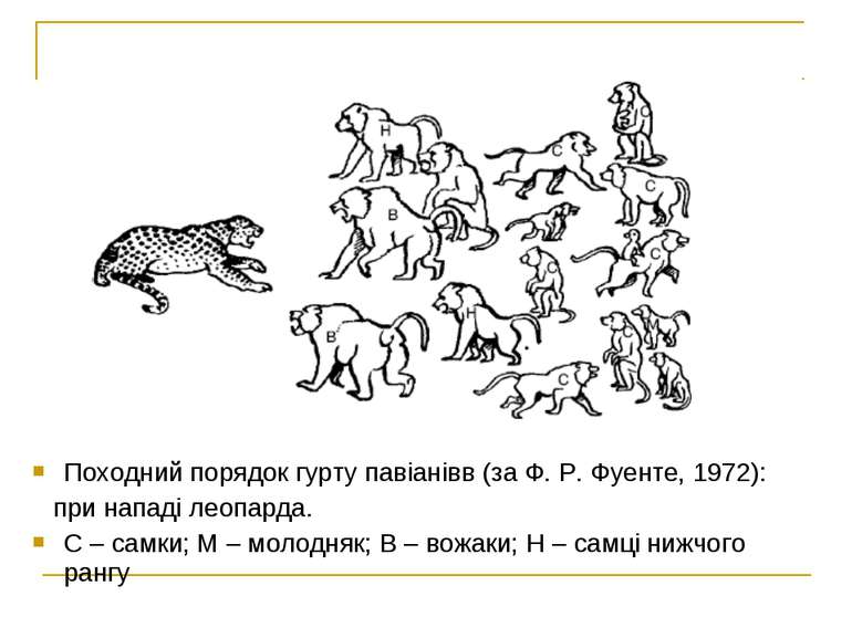Походний порядок гурту павіанівв (за Ф. Р. Фуенте, 1972): при нападі леопарда...