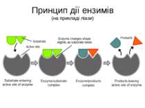 Принцип дії ензимів (на прикладі ліази)