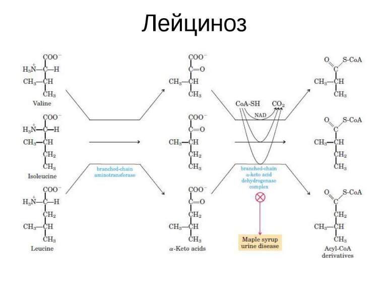 Лейциноз