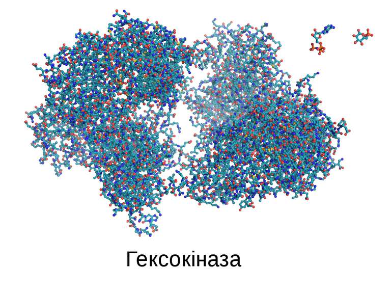 Гексокіназа