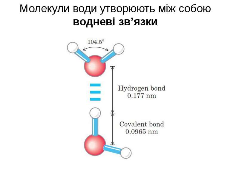 Молекули води утворюють між собою водневі зв’язки