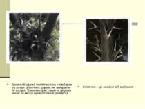 Бромелії здатні оселятися на стовбурах та гілках тропічних дерев, не завдаючи...