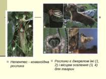 Непентес - комахоїдна рослина Рослини є джерелом їжі (1, 2) і місцем оселення...