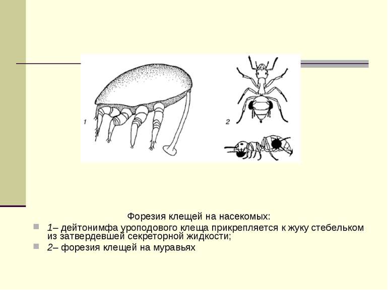 Форезия клещей на насекомых: 1– дейтонимфа уроподового клеща прикрепляется к ...