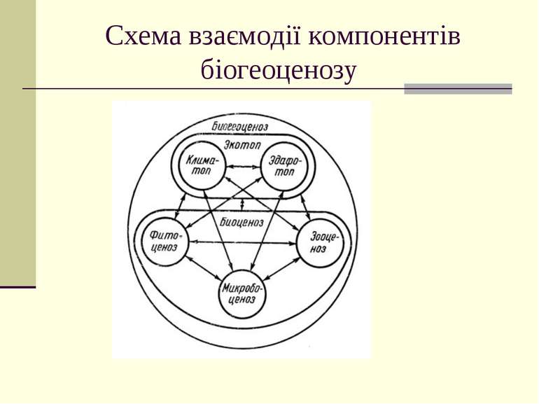 Схема взаємодії компонентів біогеоценозу