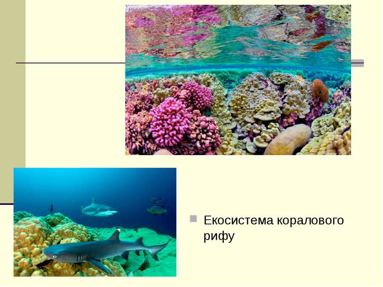 Екосистема коралового рифу