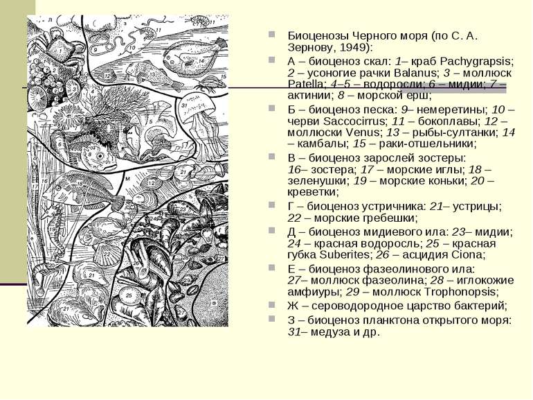 Биоценозы Черного моря (по С. А. Зернову, 1949): А – биоценоз скал: 1– краб P...
