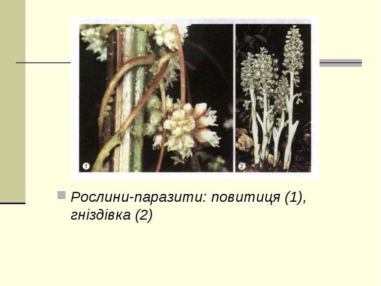 Рослини-паразити: повитиця (1), гніздівка (2)