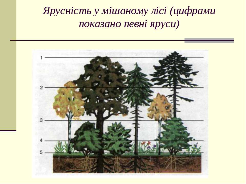 Сходства и различия надземных и подземных ярусов. Ярусность леса. Ярусность фитоценоза. Ярусность лесного фитоценоза. Ярусность лесного биоценоза.