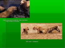 Бій гієни з левицею Територіальний конфлікт між сивучами і морськими котиками