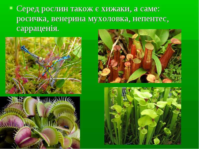 Серед рослин також є хижаки, а саме: росичка, венерина мухоловка, непентес, с...
