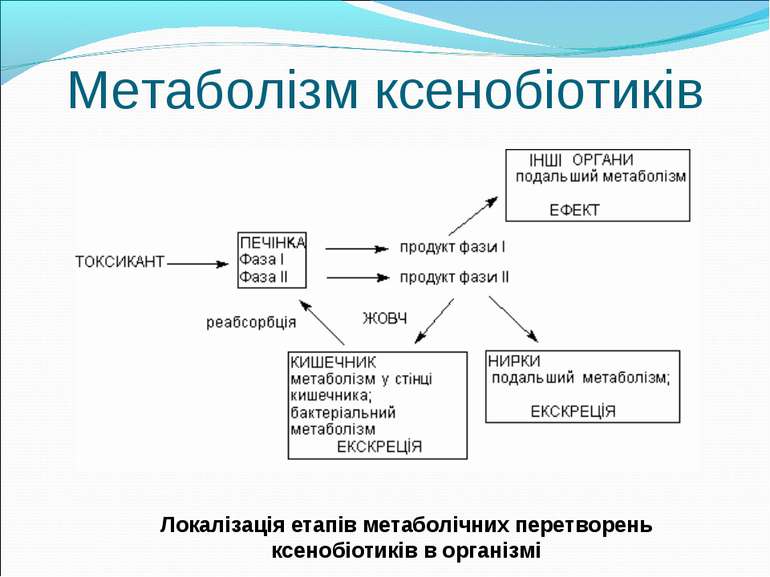 Метаболізм ксенобіотиків Локалізація етапів метаболічних перетворень ксенобіо...