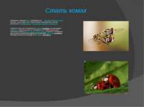 Стать комах Розмноження у більшості комах супроводжується  паруванням та запл...