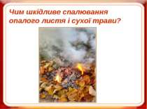 Чим шкідливе спалювання опалого листя і сухої трави?