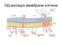 Організація мембрани клітини