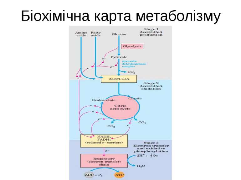 Біохімічна карта метаболізму