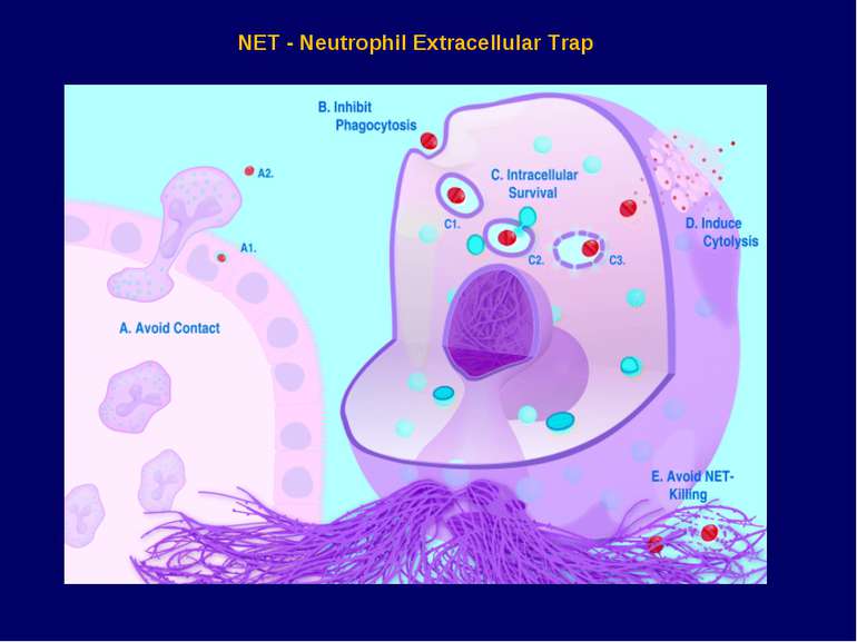 NET - Neutrophil Extracellular Trap