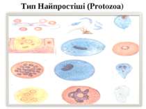 Тип Найпростіші (Protozoa)