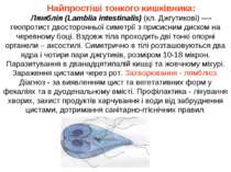 Найпростіші тонкого кишківника: Лямблія (Lamblia intestinalis) (кл. Джгутиков...