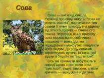 Сова Сова — антипод сокола. Українці про сову кажуть: "сова не родить сокола"...