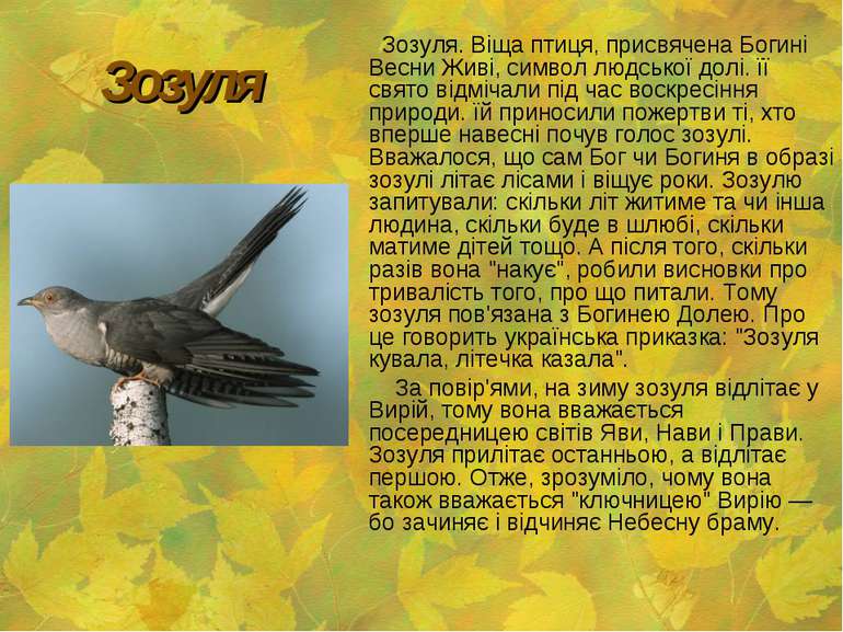 Зозуля Зозуля. Віща птиця, присвячена Богині Весни Живі, символ людської долі...