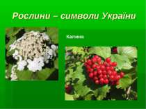 Рослини – символи України Калина