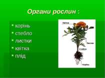 Органи рослин : корінь стебло листки квітка плід