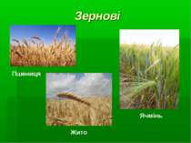Зернові Пшениця Жито Ячмінь