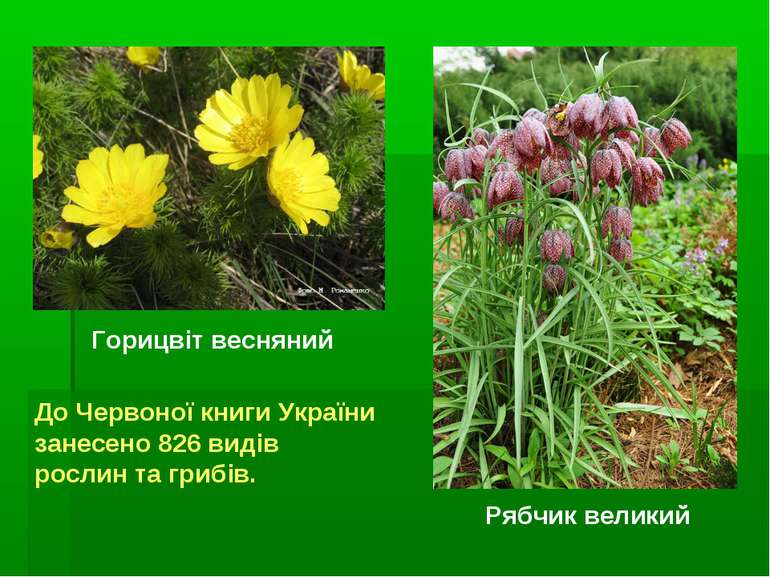 Горицвіт весняний Рябчик великий До Червоної книги України занесено 826 видів...