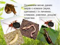 Основним меню даних звірів є комахи (жуки, щипавки) і їх личинки, слимаки, ра...